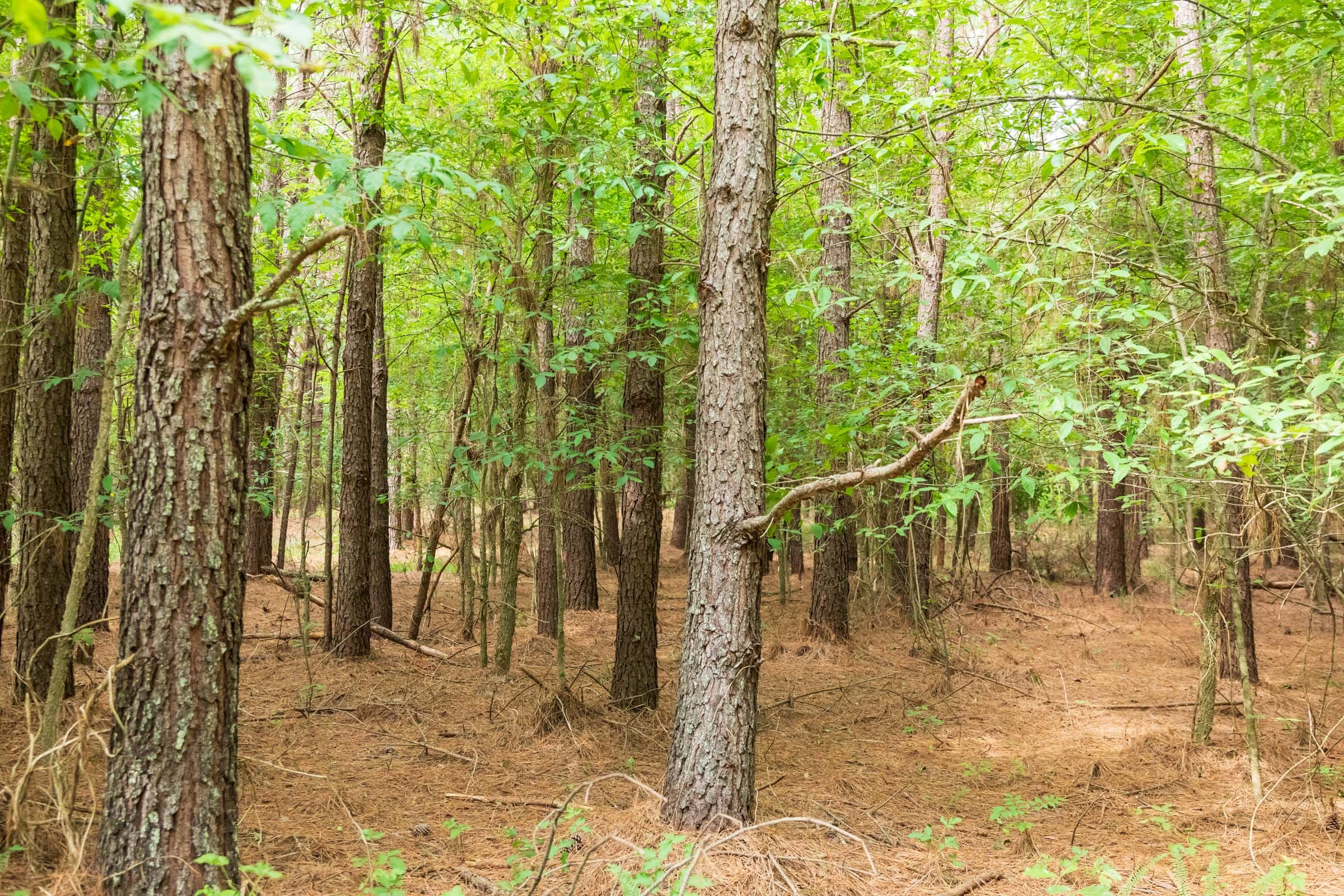 Whiskey Ridge Tract 61 photo 11