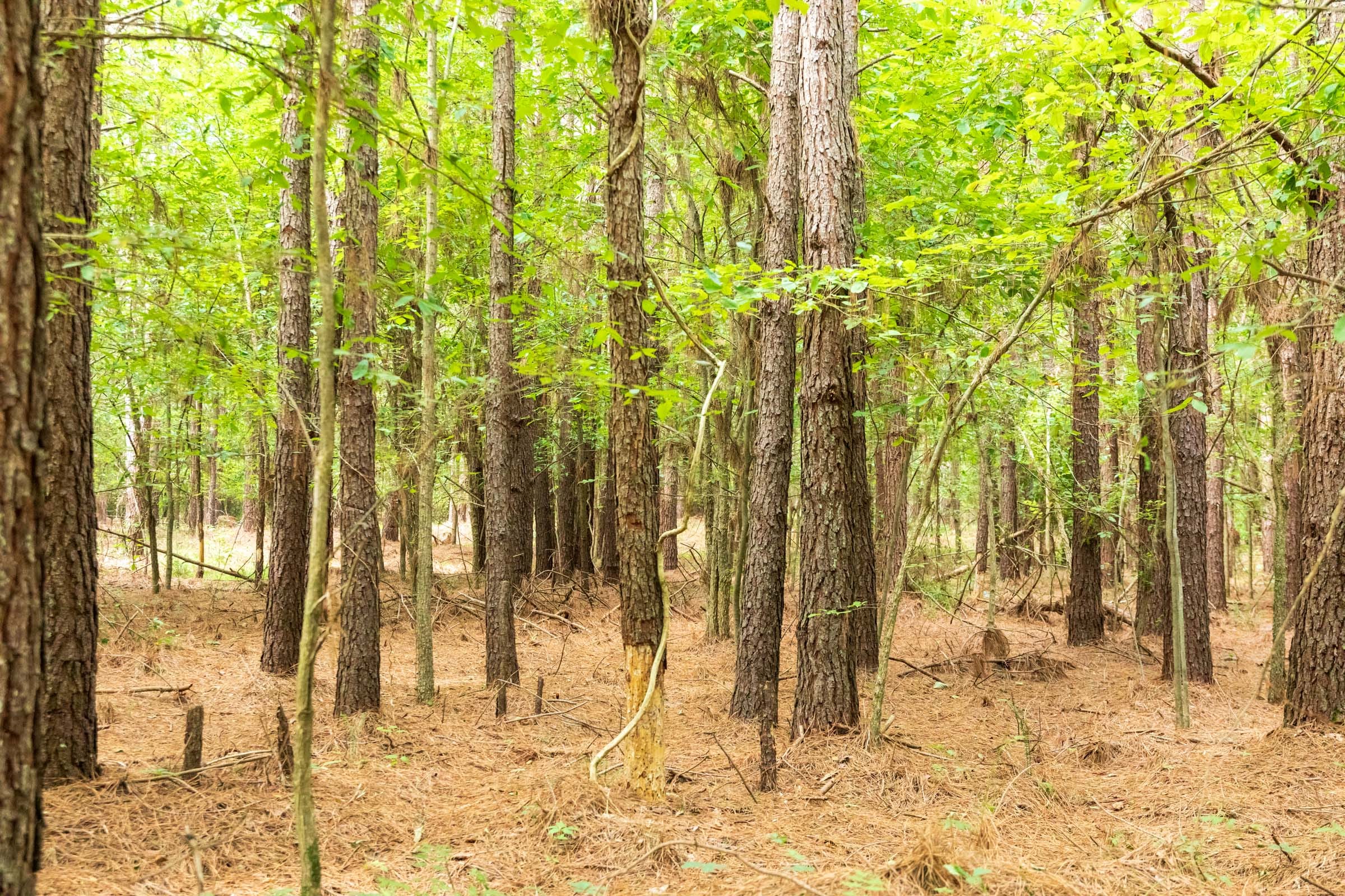 Whiskey Ridge Tract 61 photo 14