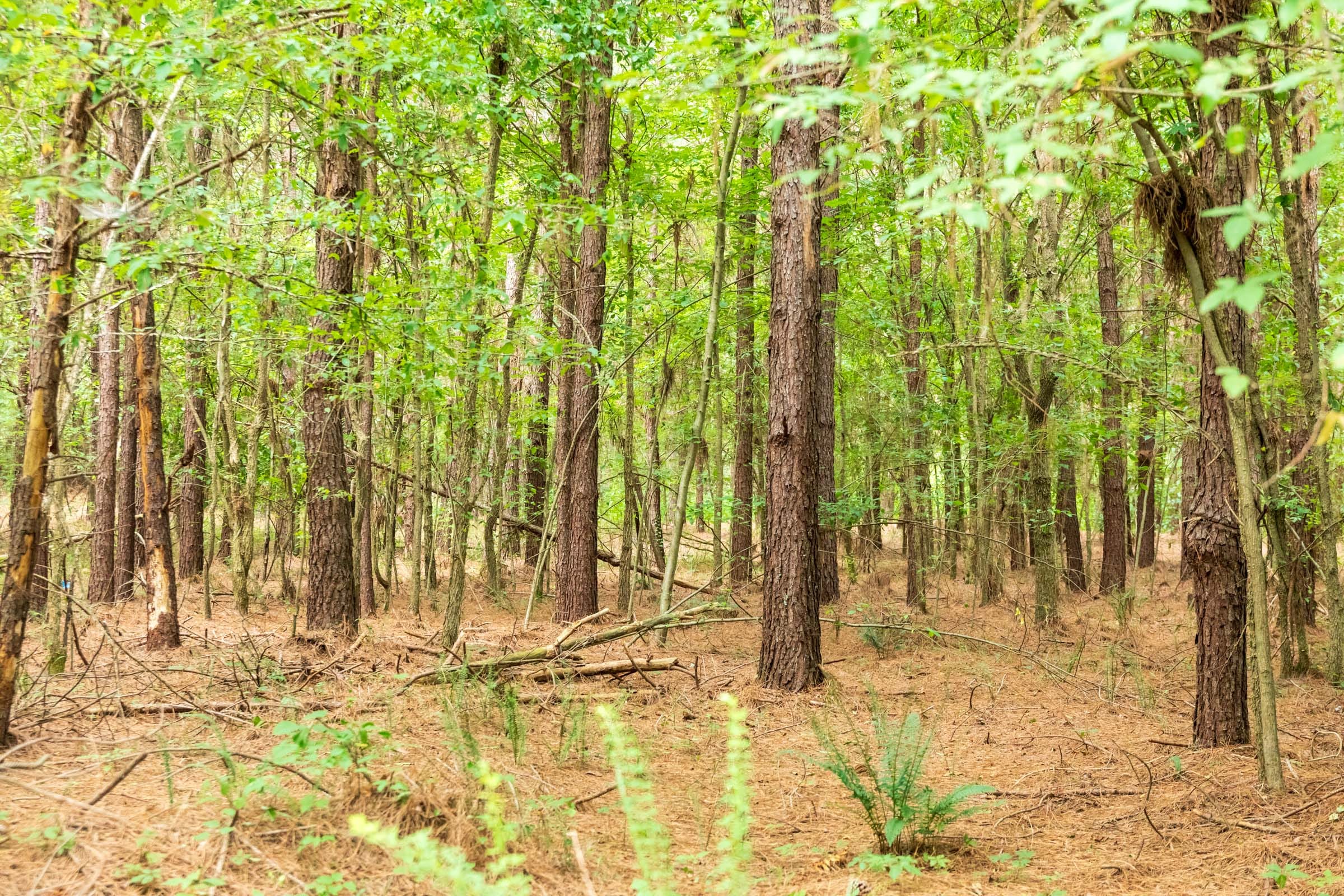 Whiskey Ridge Tract 61 photo 15