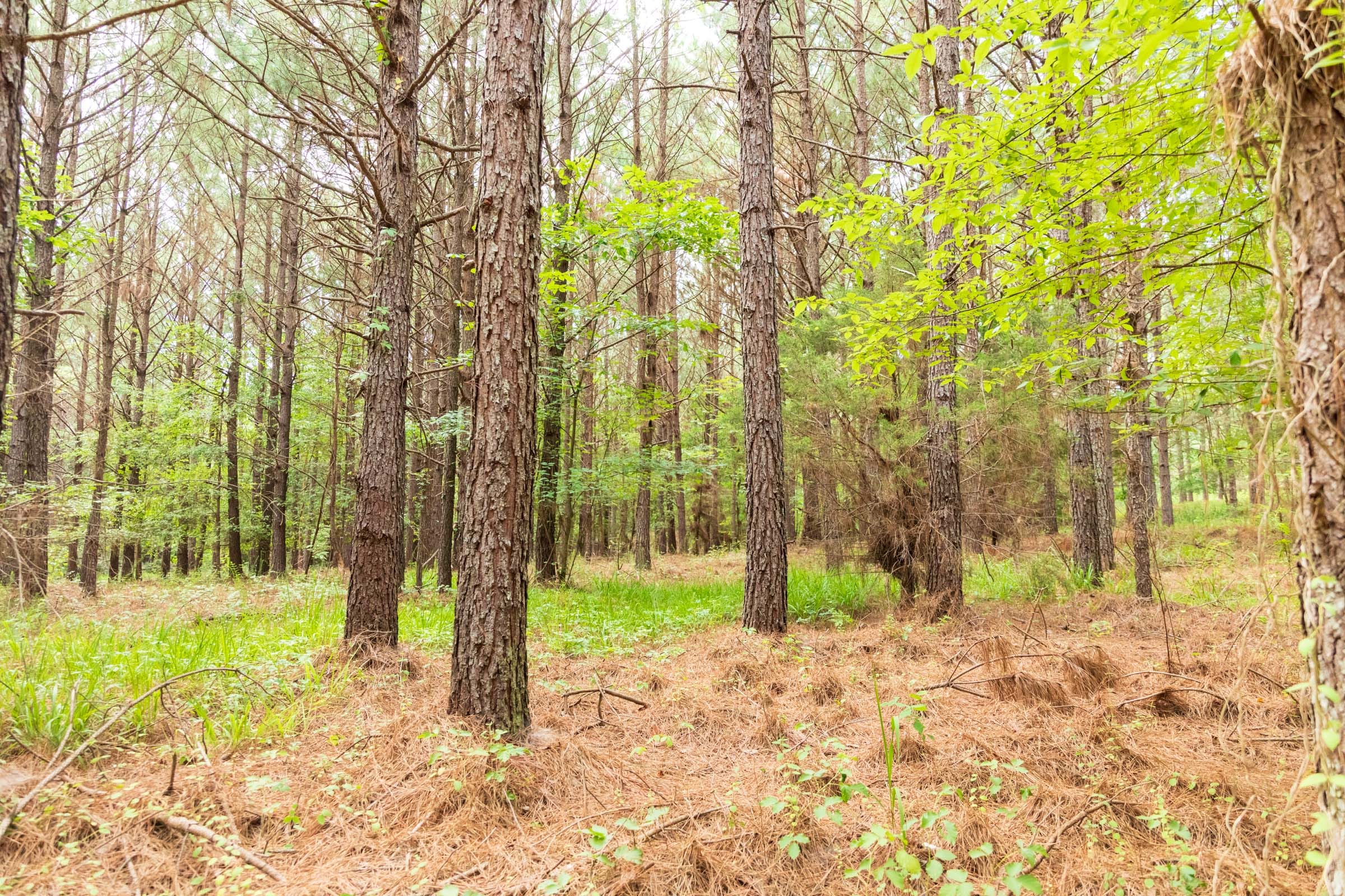 Whiskey Ridge Tract 61 photo 17