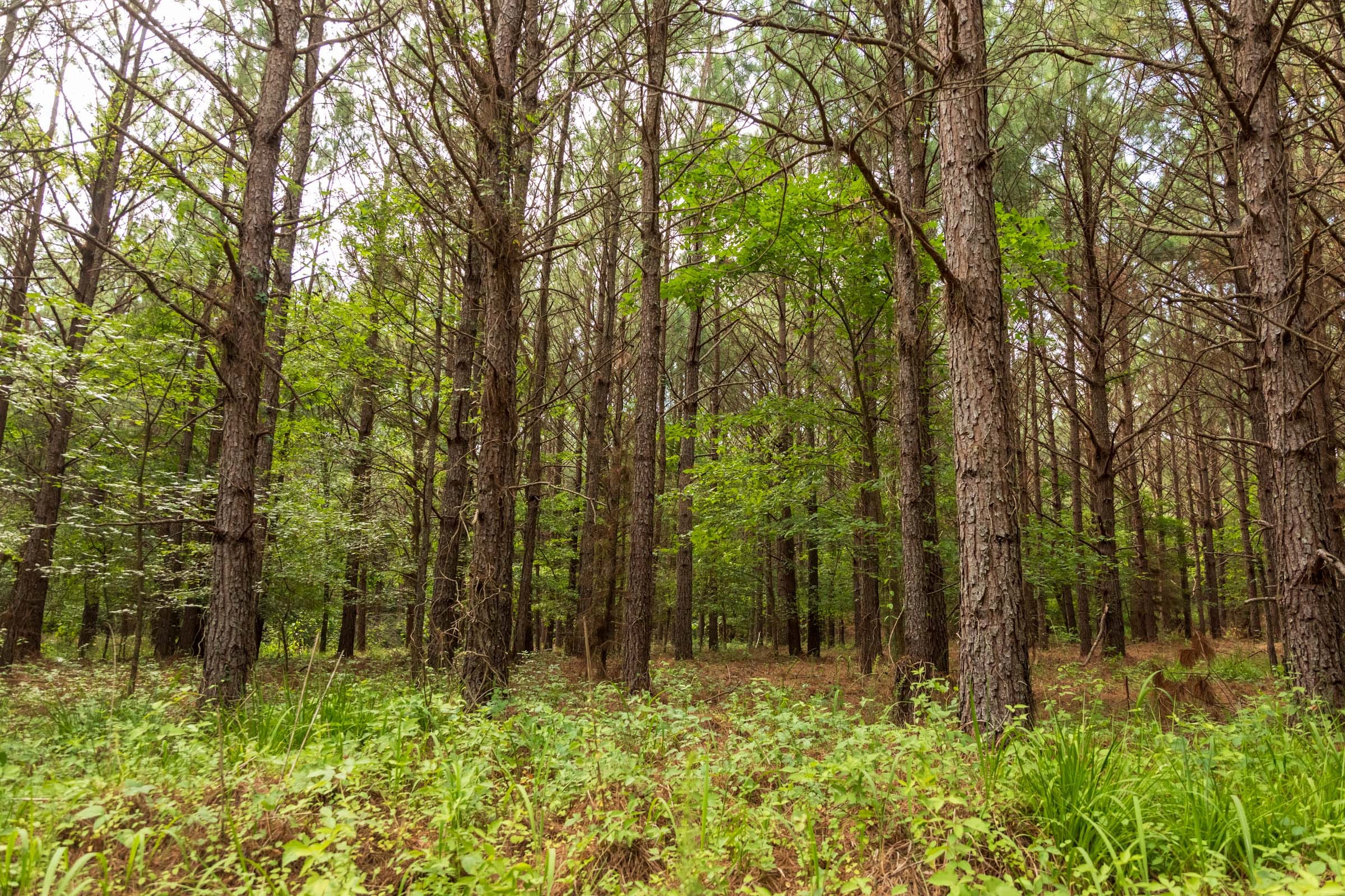 Whiskey Ridge Tract 61 photo 18
