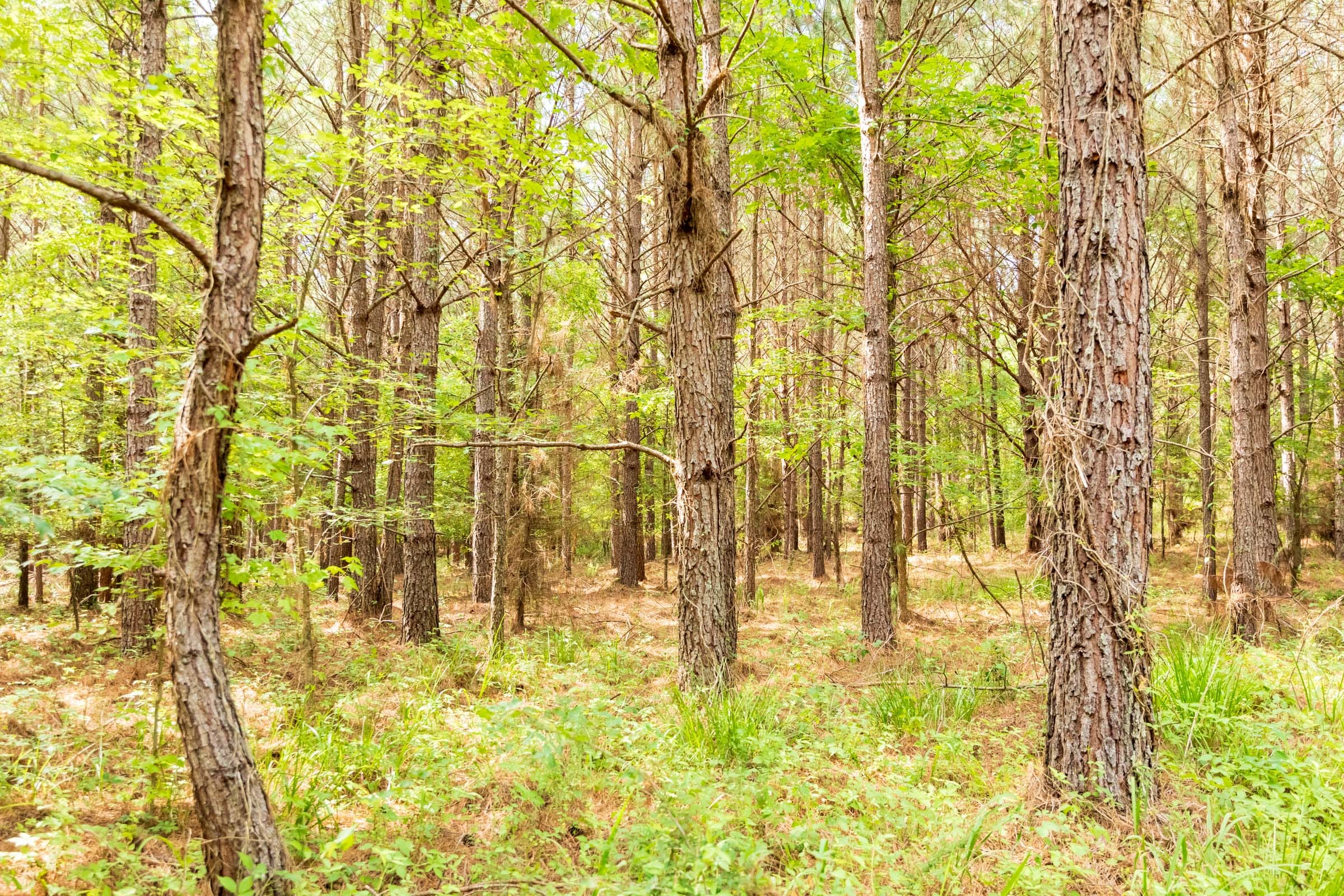 Whiskey Ridge Tract 61 photo 19