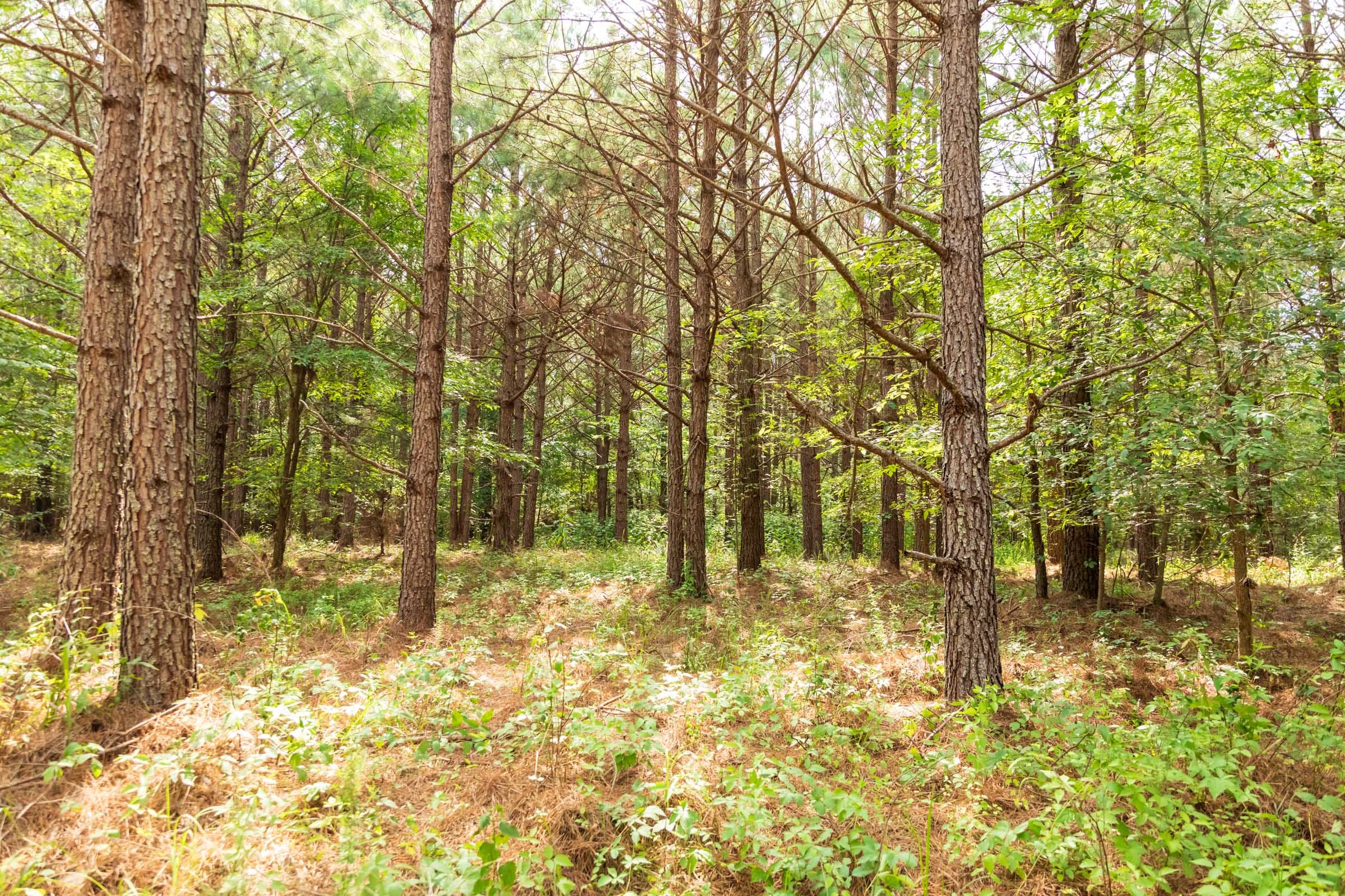 Whiskey Ridge Tract 61 photo 20