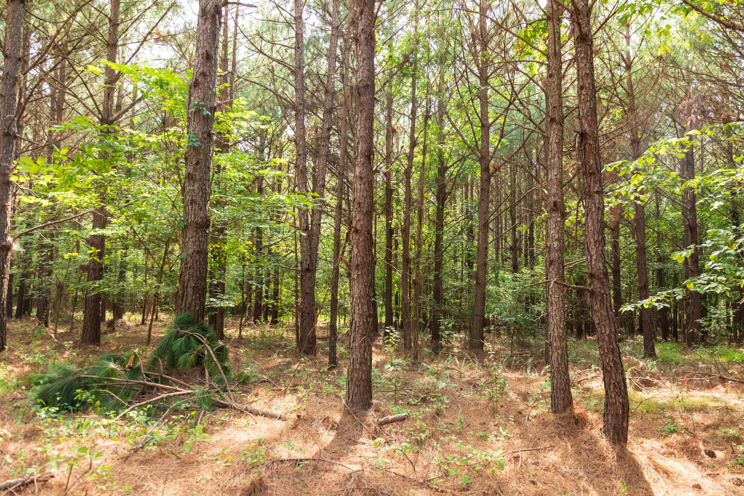 Whiskey Ridge Tract 61 photo 21