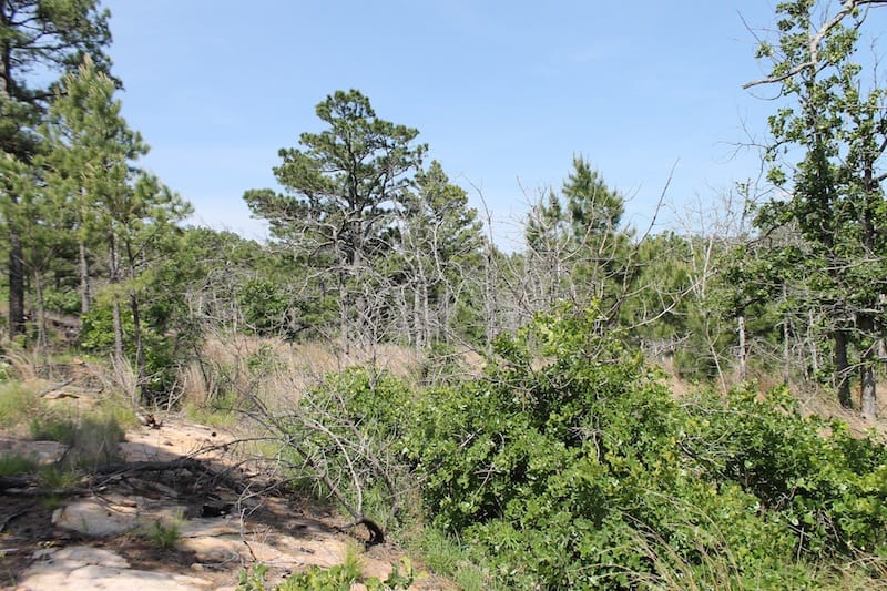 Indian Ridge – Phase II Tract 66 photo 2