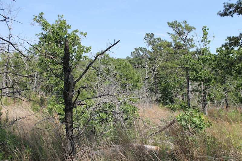 Indian Ridge – Phase II Tract 66 photo 4