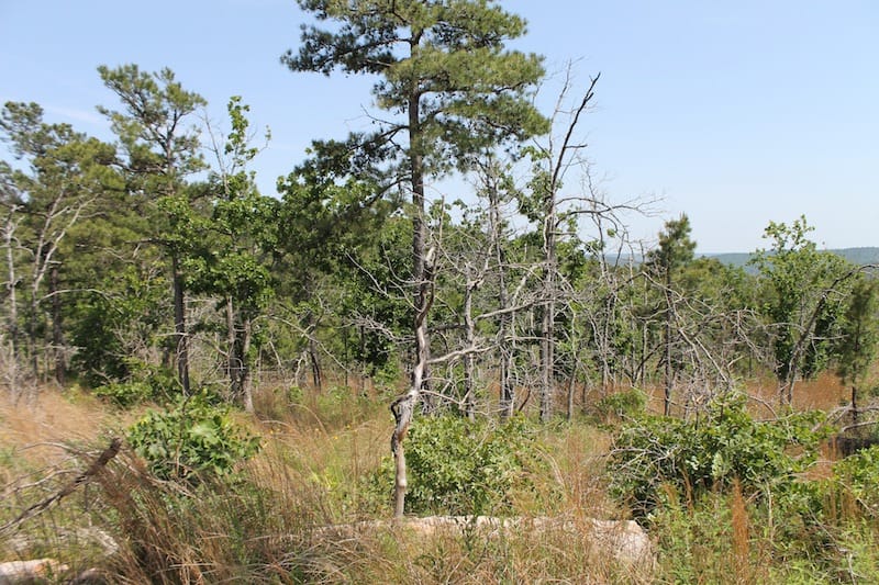 Indian Ridge – Phase II Tract 66 photo 5