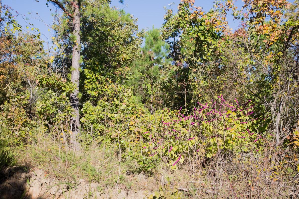 Stone Creek Phase I Tract 155 photo 3