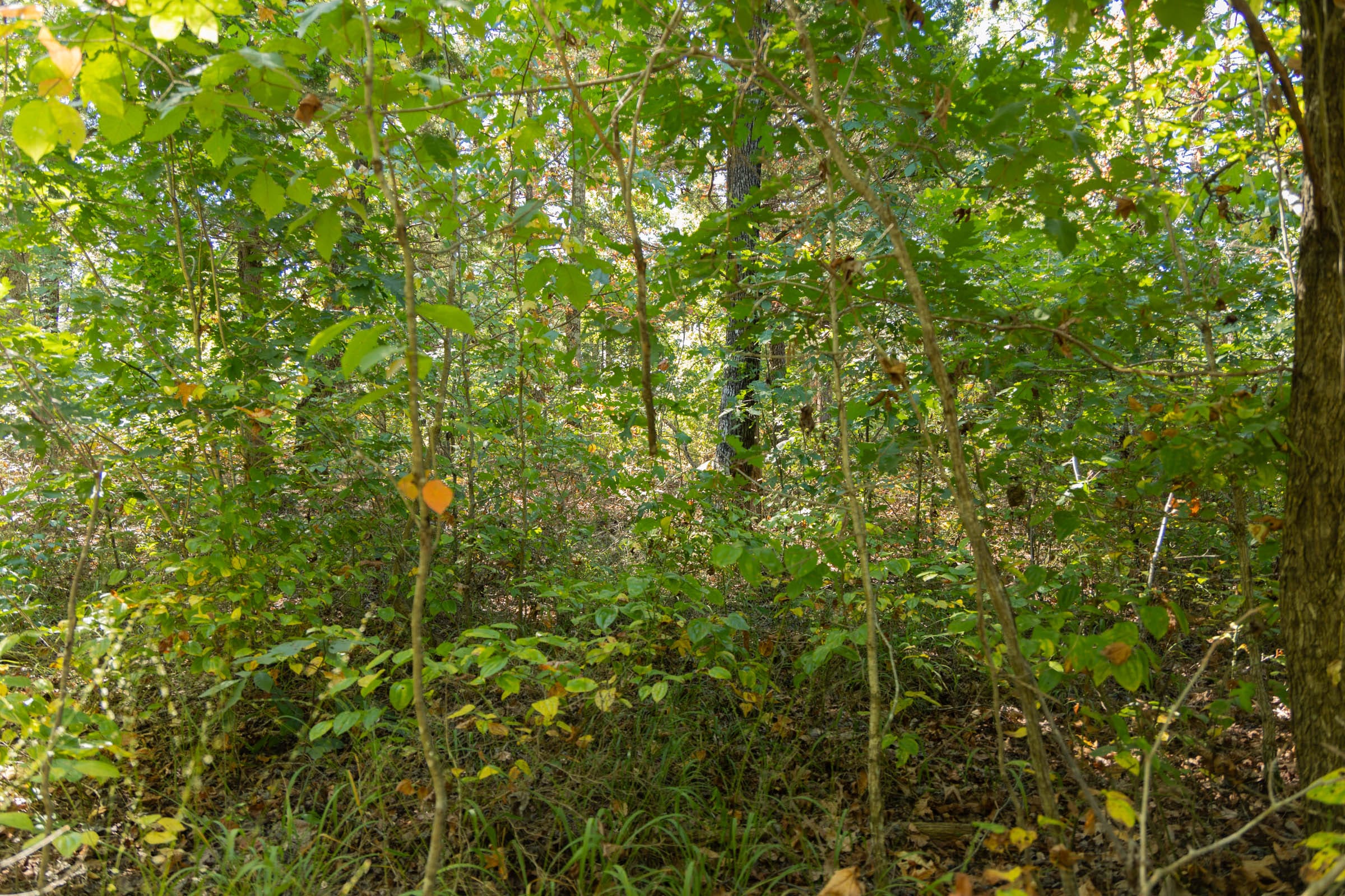 Big White Oak Tract 104 photo 9