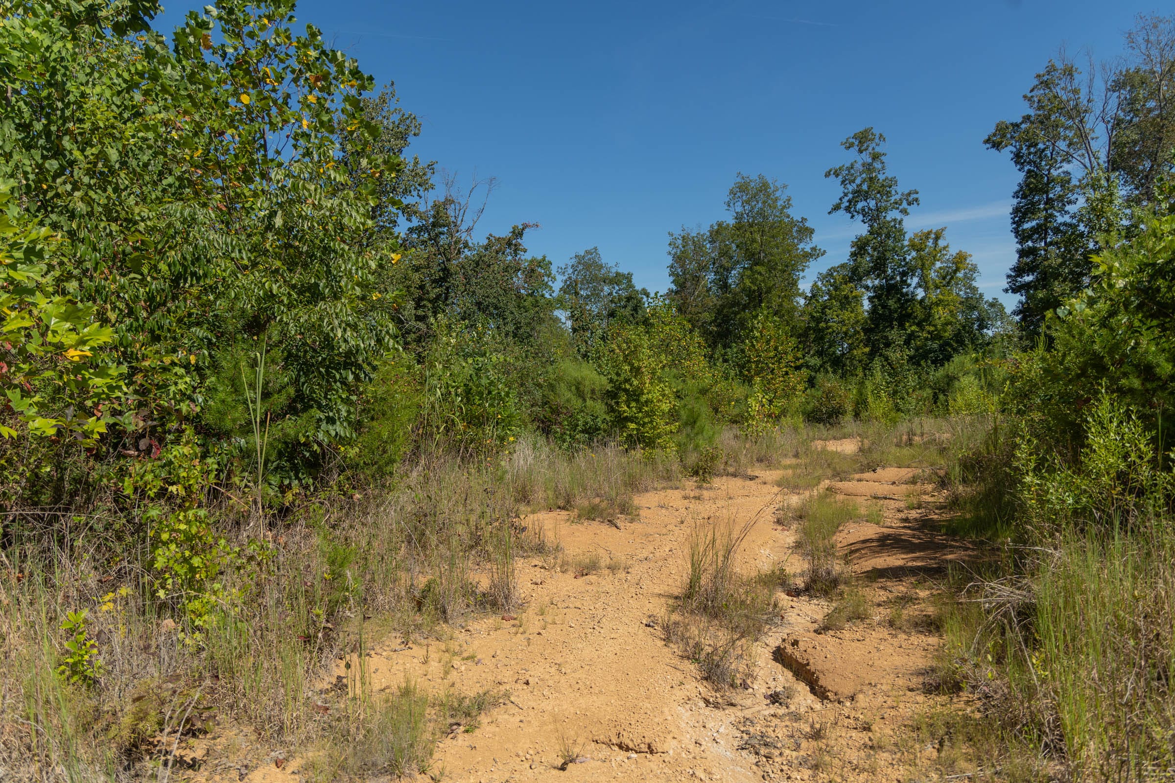 Big White Oak Tract 104 photo 8