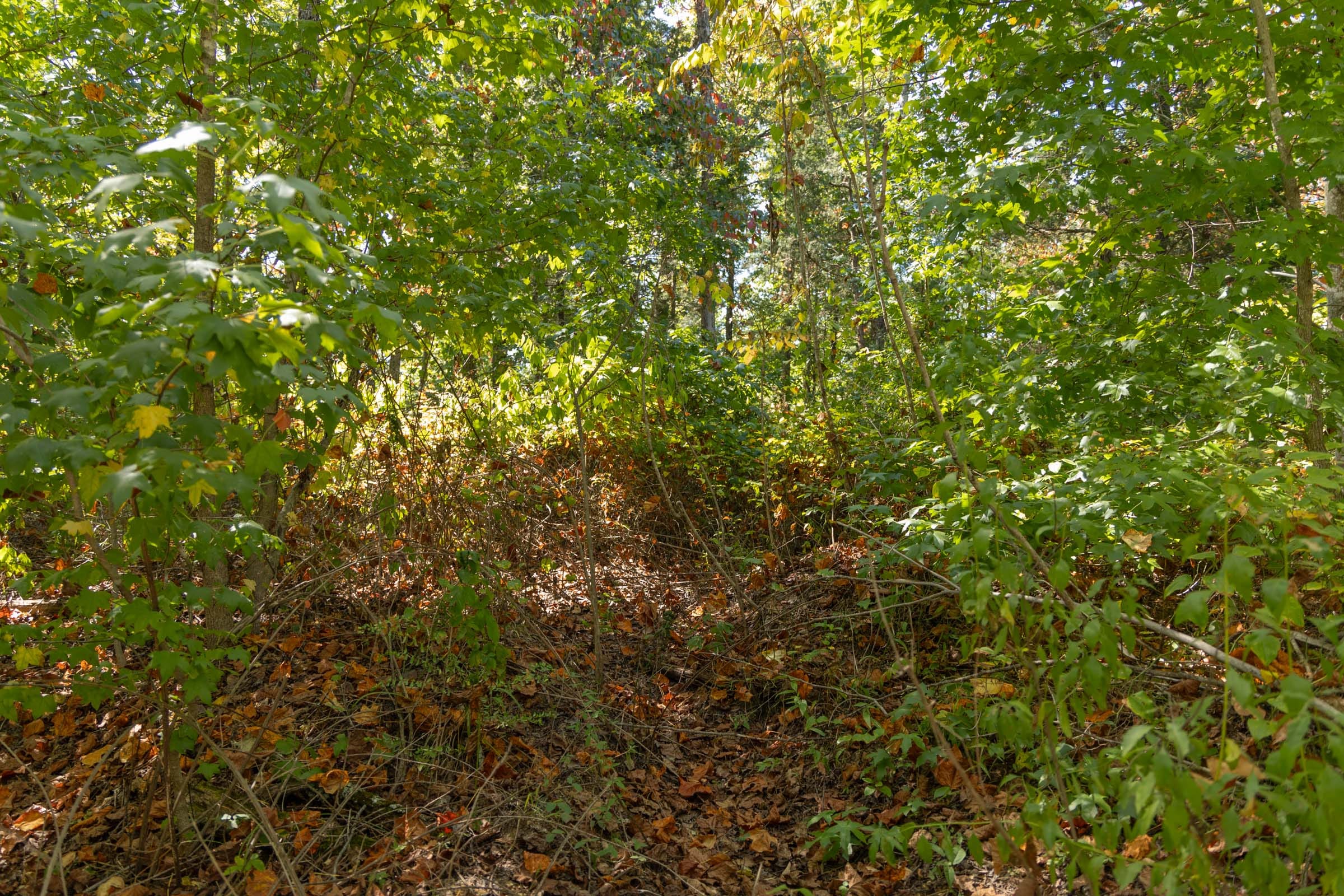 Big White Oak Tract 104 photo 6