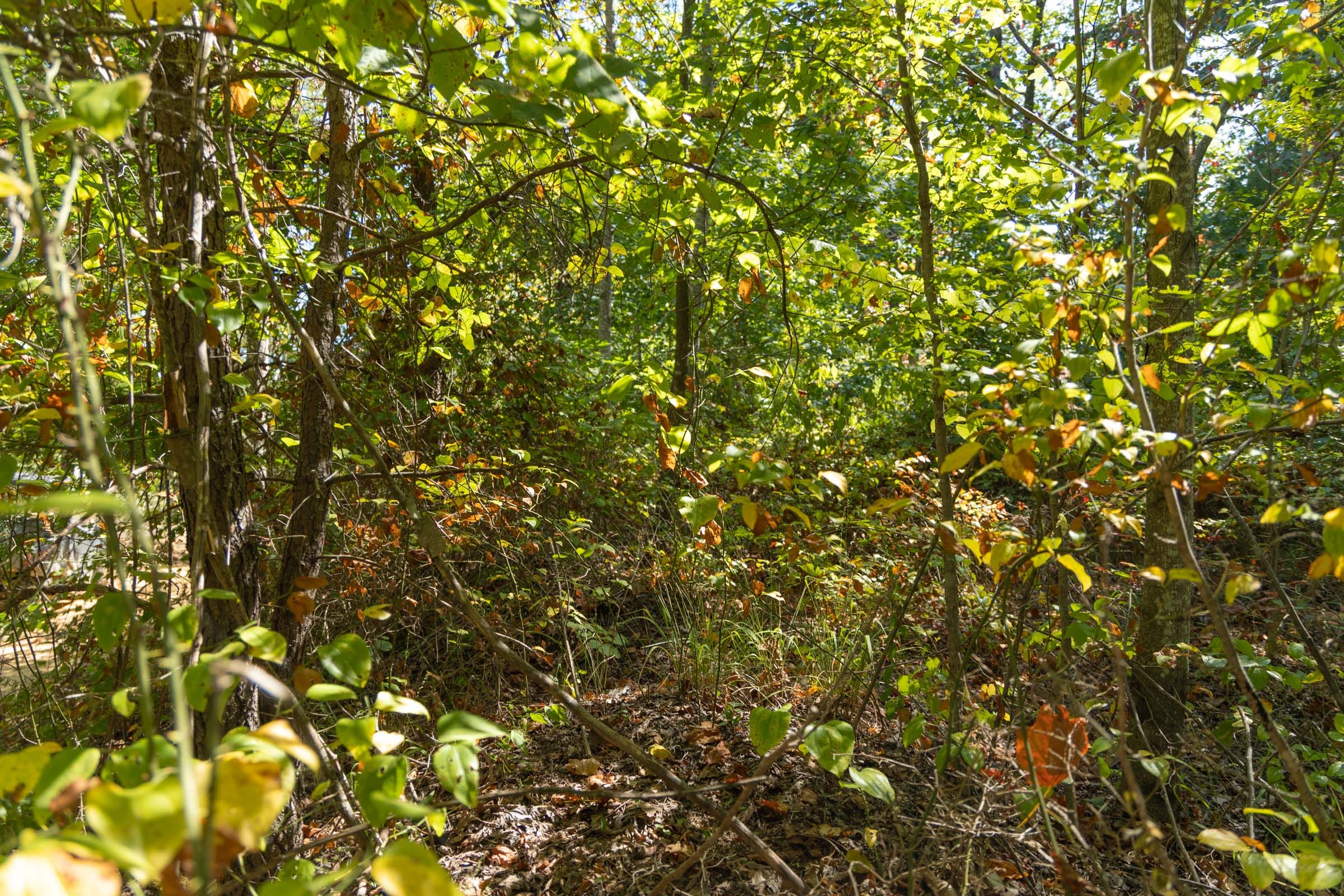 Big White Oak Tract 104 photo 5