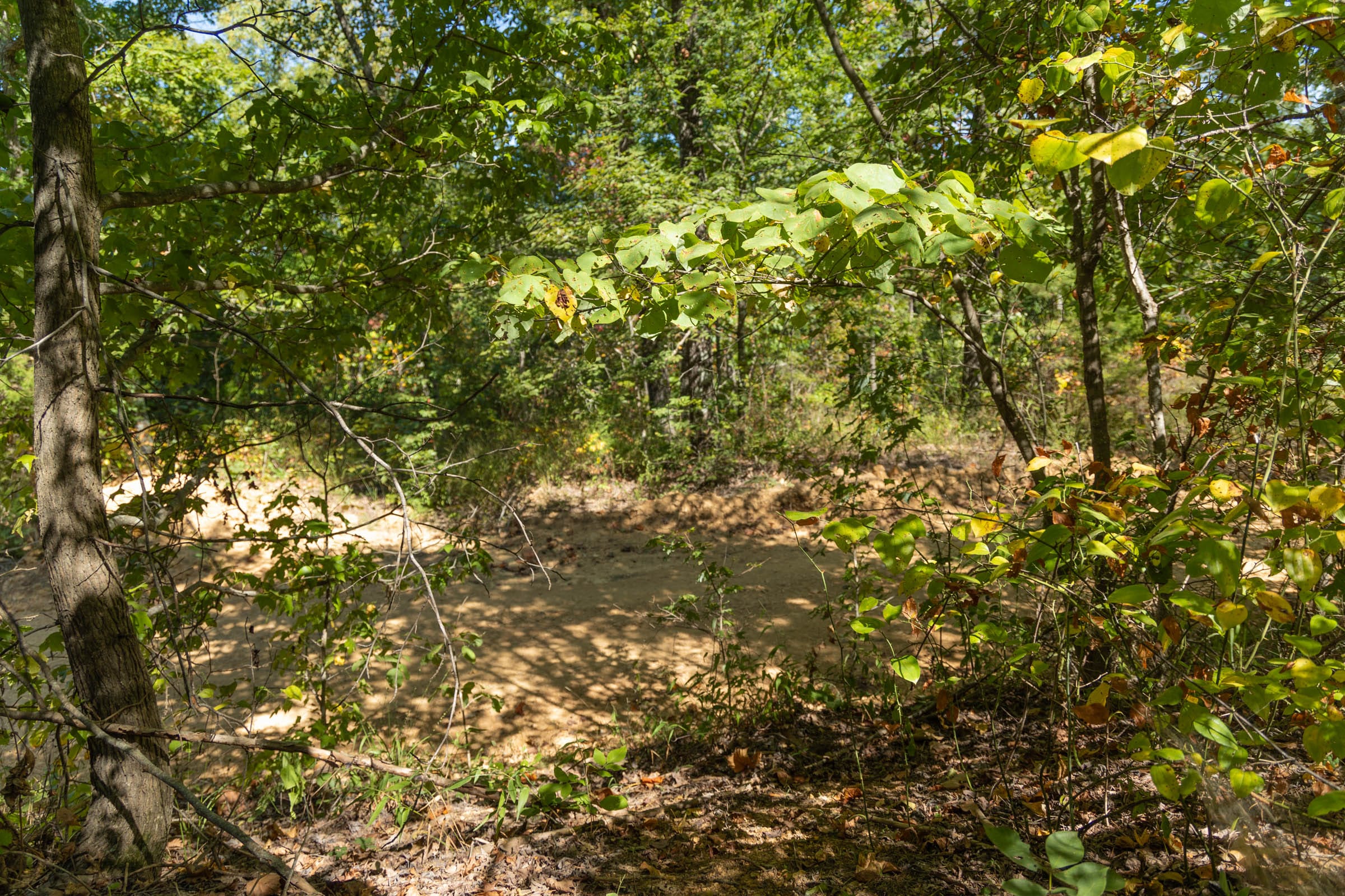 Big White Oak Tract 104 photo 4