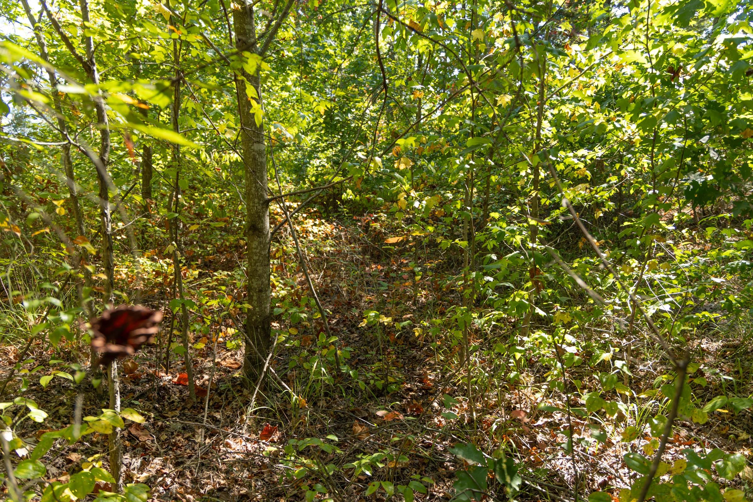 Big White Oak Tract 104 photo 3