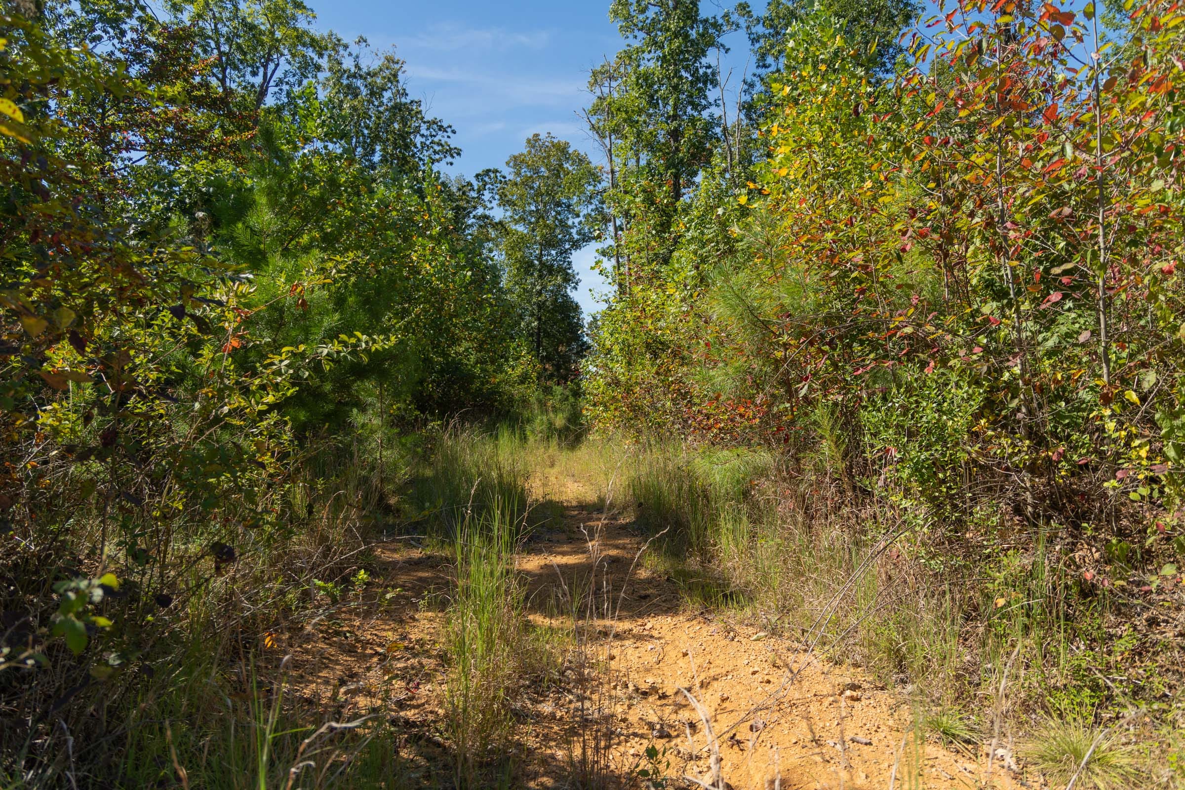 Big White Oak Tract 104 photo 2