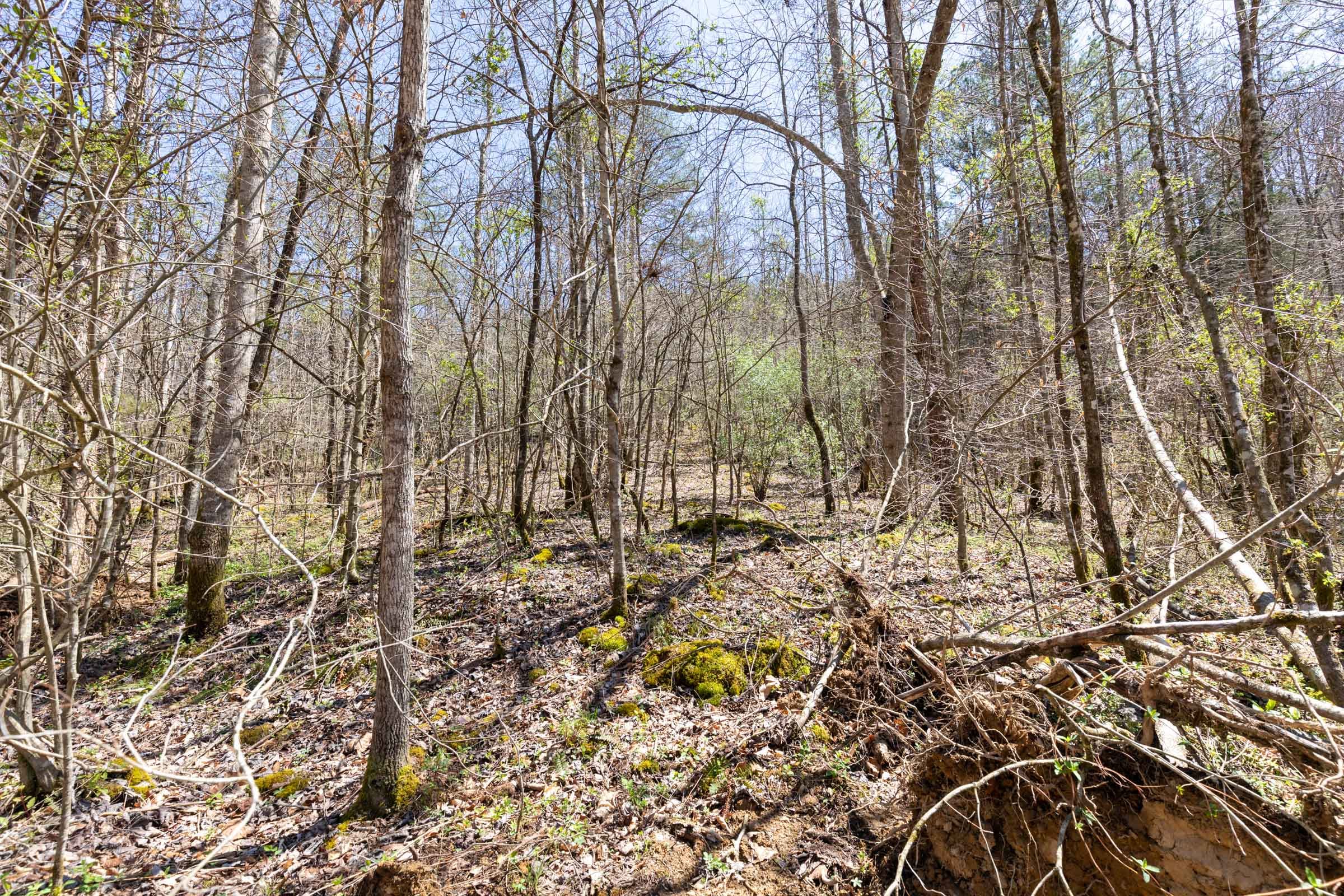Woodland Heights Tract 10 photo 3