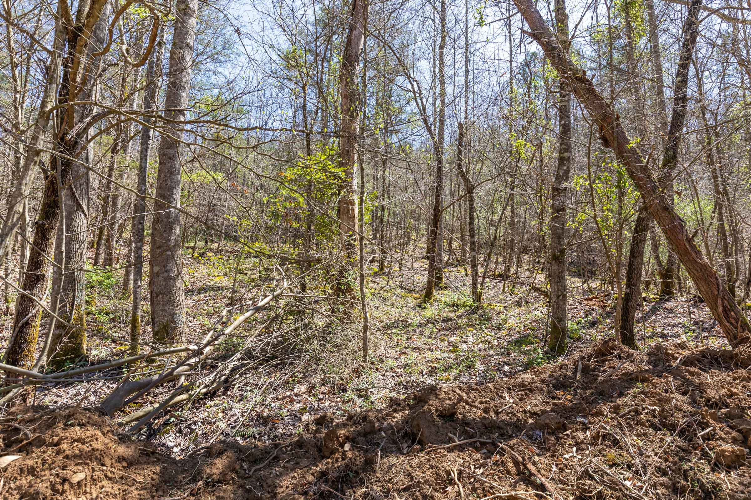 Woodland Heights Tract 10 photo 5