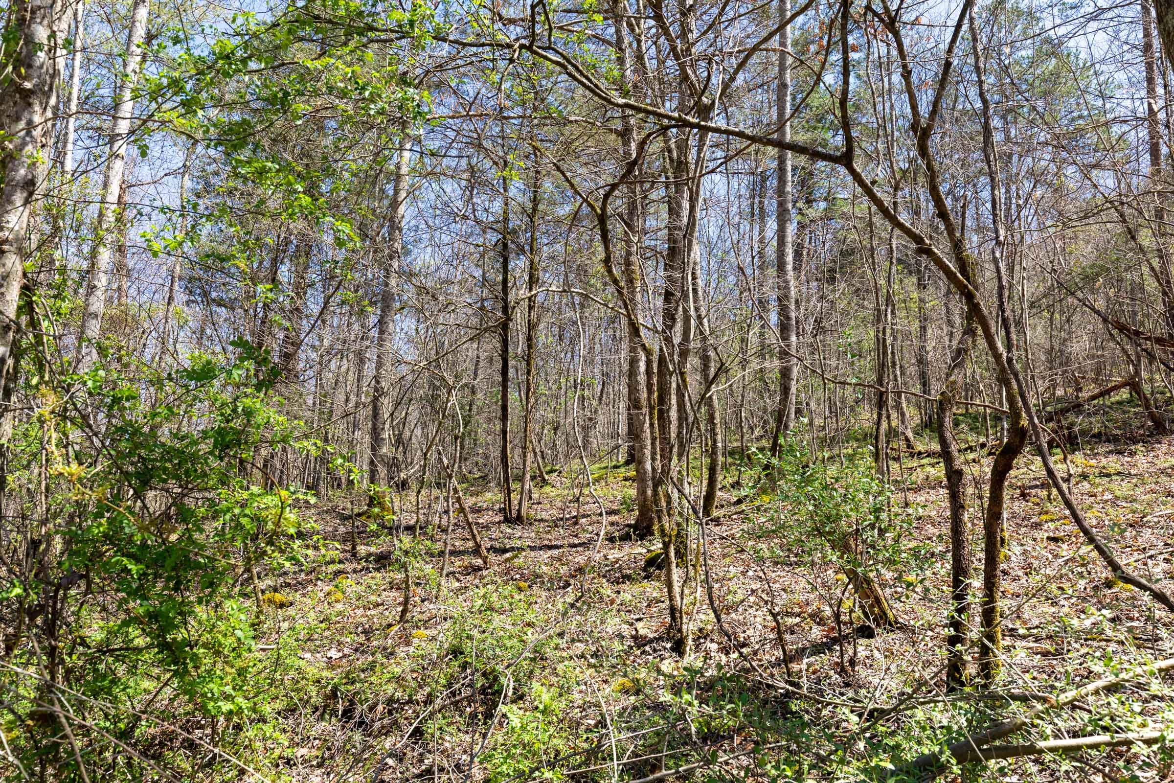Woodland Heights Tract 10 photo 2