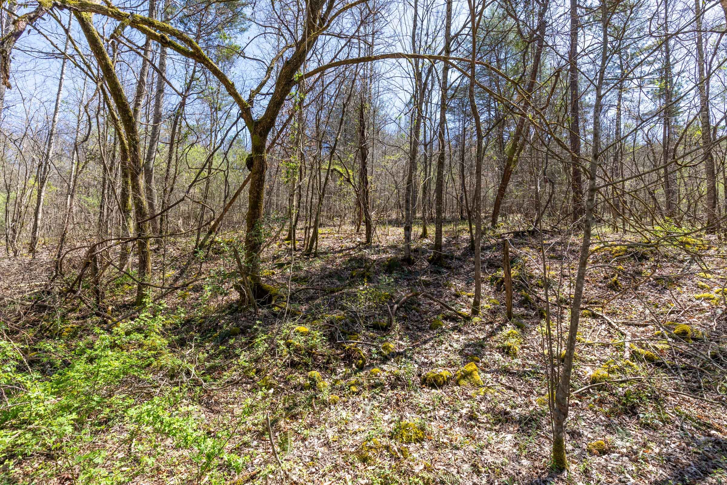 Woodland Heights Tract 10 photo 4