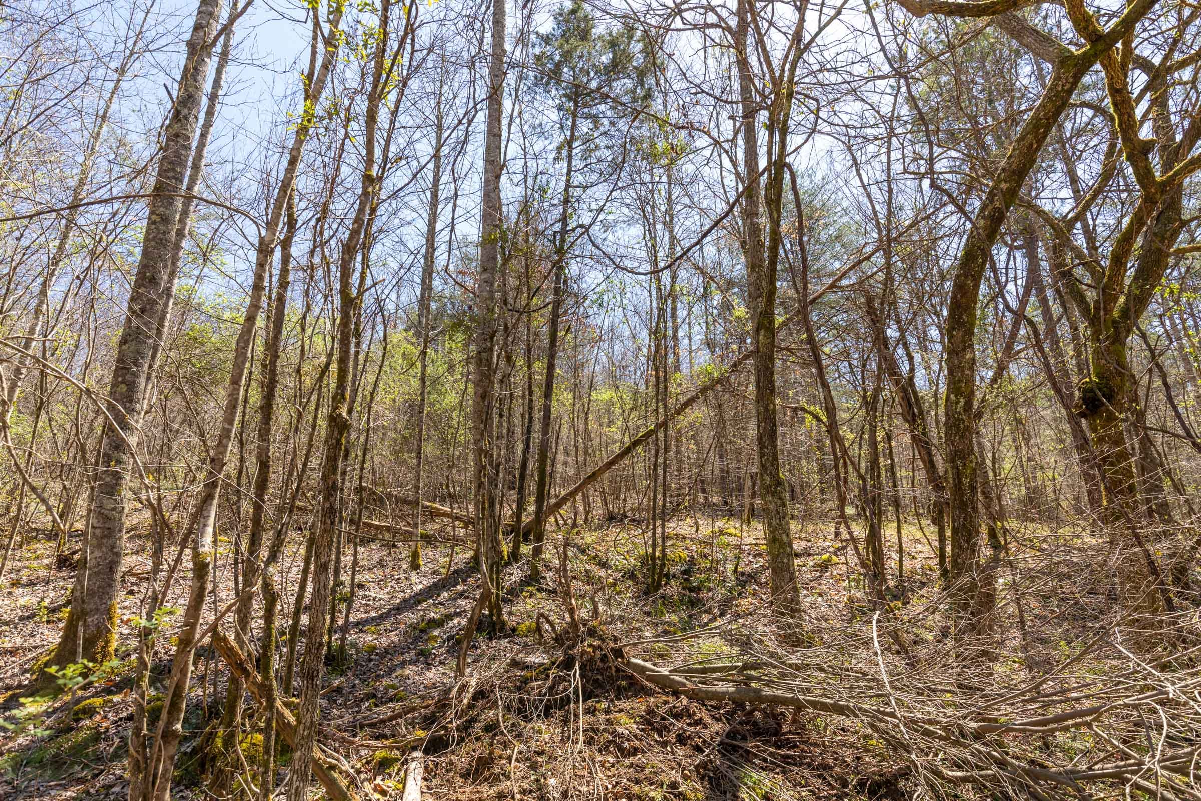 Woodland Heights Tract 10 photo 7