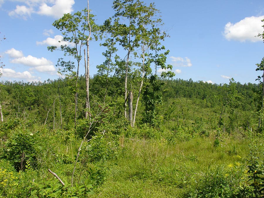 Antler Ridge Tract 4 photo 3