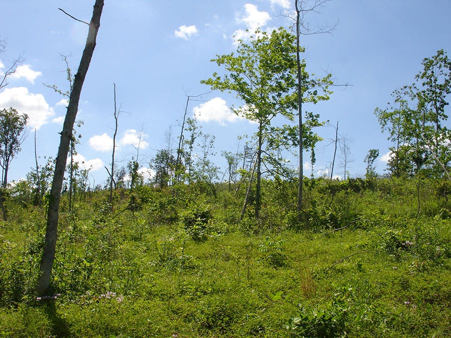 Antler Ridge Tract 4 photo 4