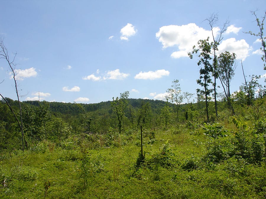 Antler Ridge Tract 4 photo 5