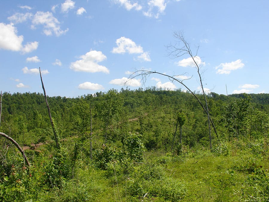 Antler Ridge Tract 4 photo 6