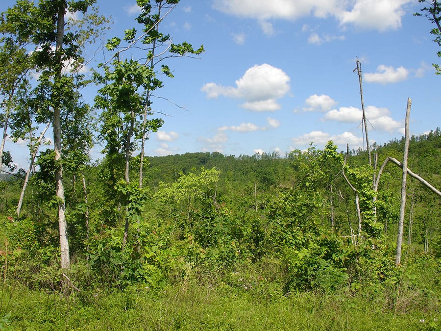 Antler Ridge Tract 4 photo 7