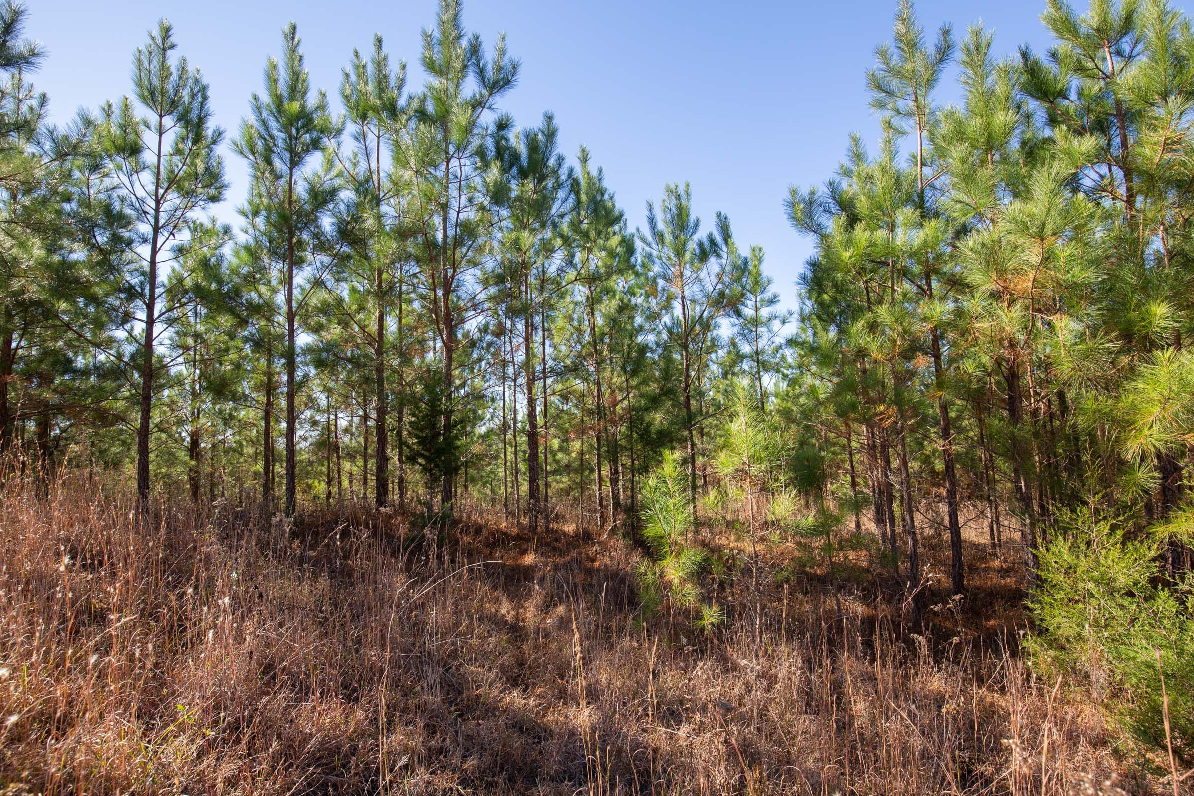 Pine Ridge Tract 3 photo 3