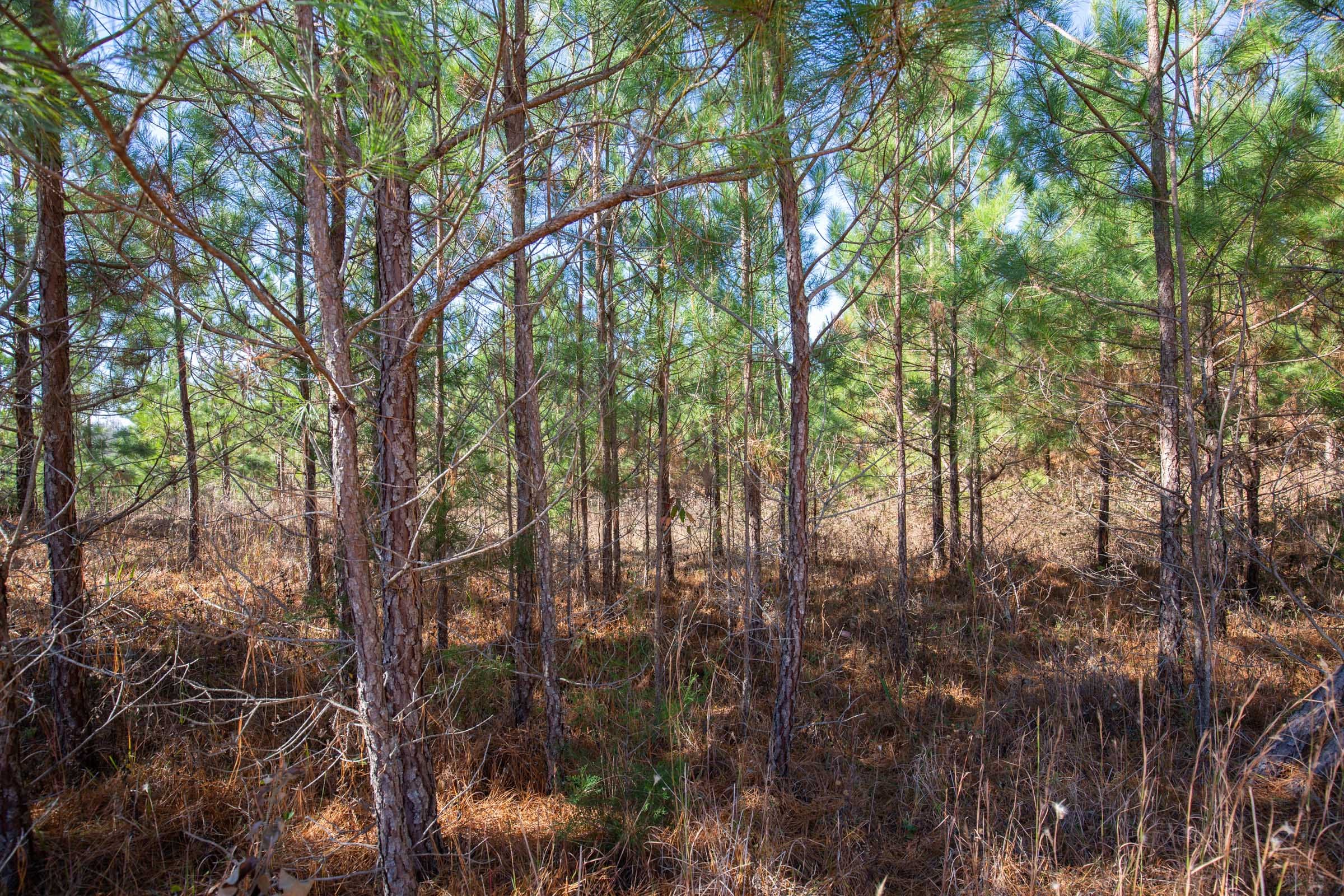 Pine Ridge Tract 3 photo 4