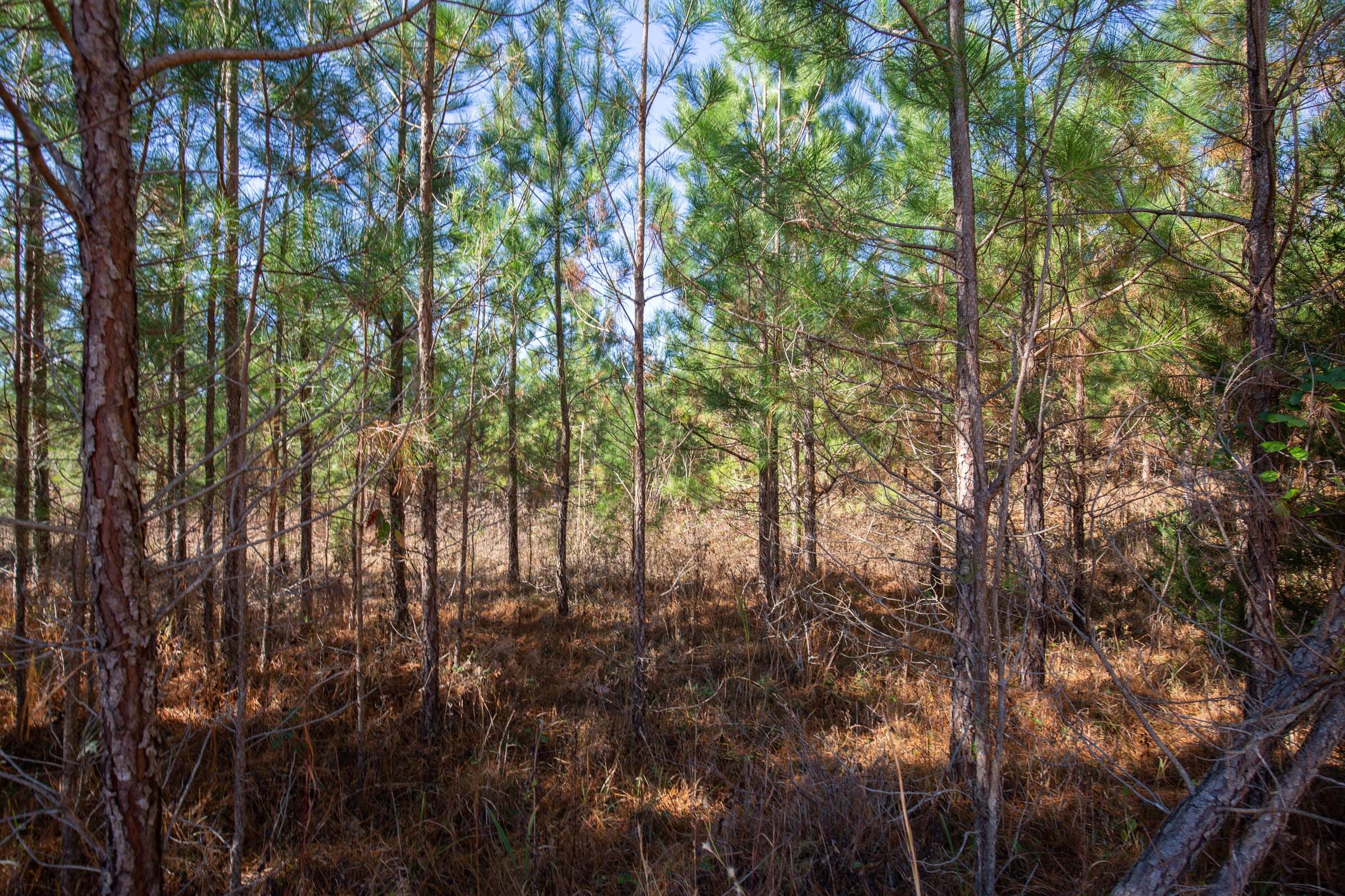 Pine Ridge Tract 3 photo 7
