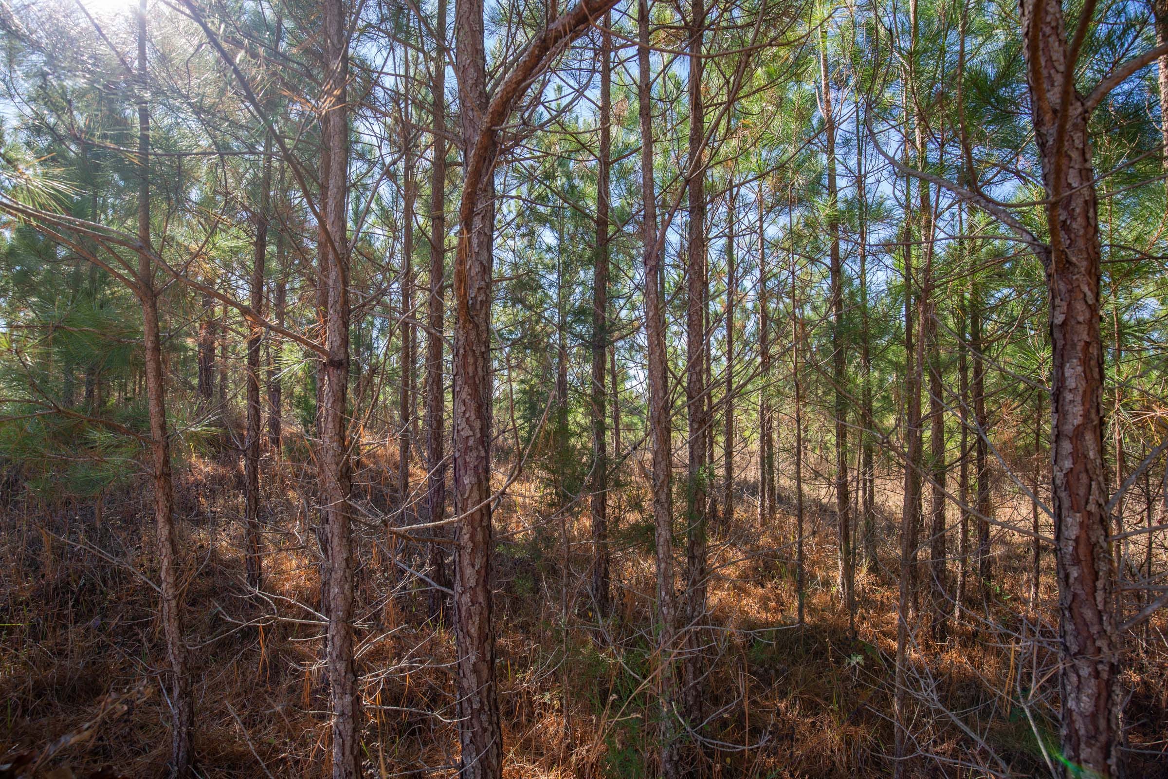 Pine Ridge Tract 3 photo 9