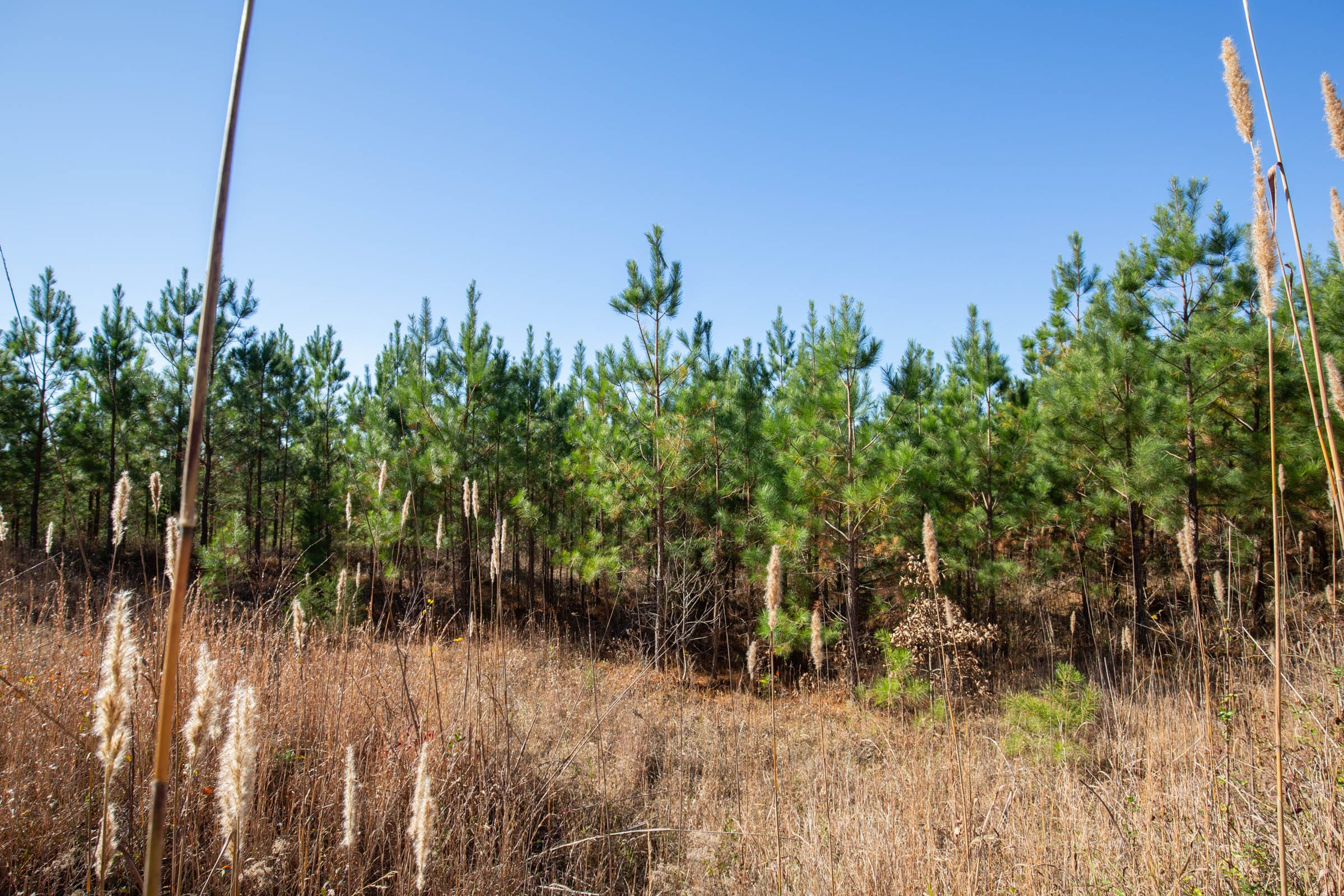 Pine Ridge Tract 3 photo 2