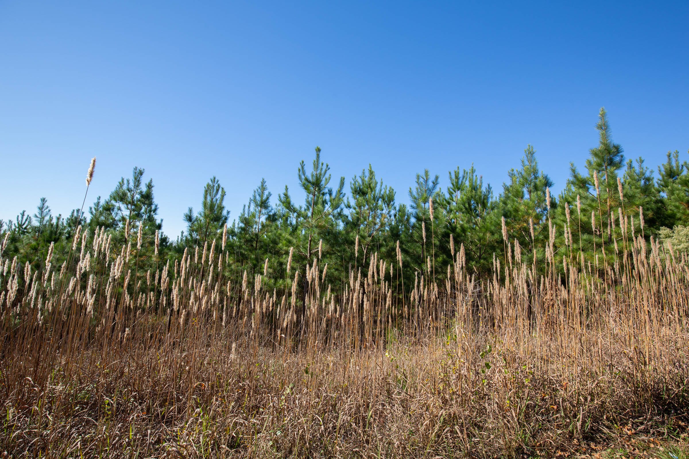 Pine Ridge Tract 3 photo 6