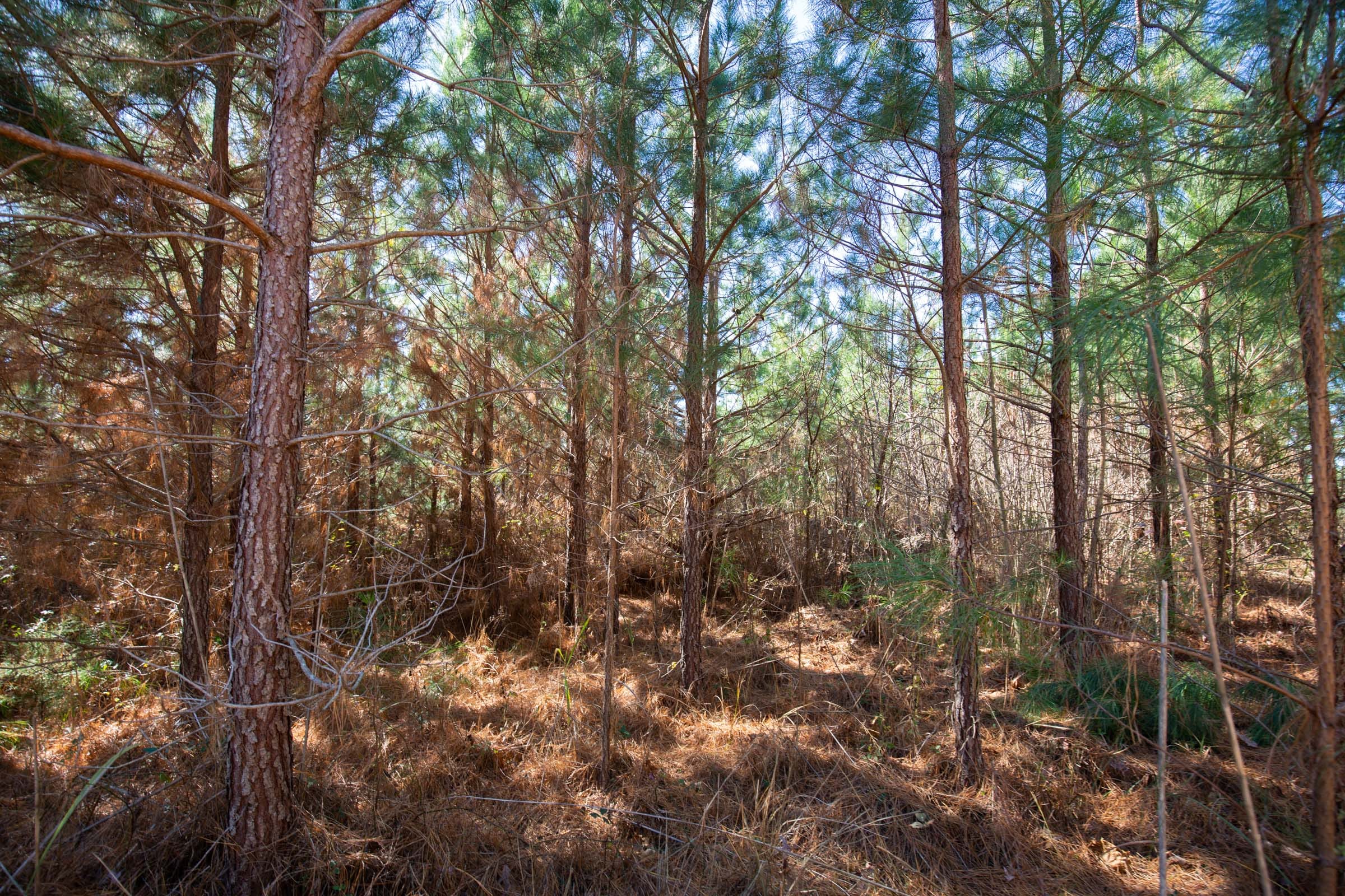 Pine Ridge Tract 3 photo 11