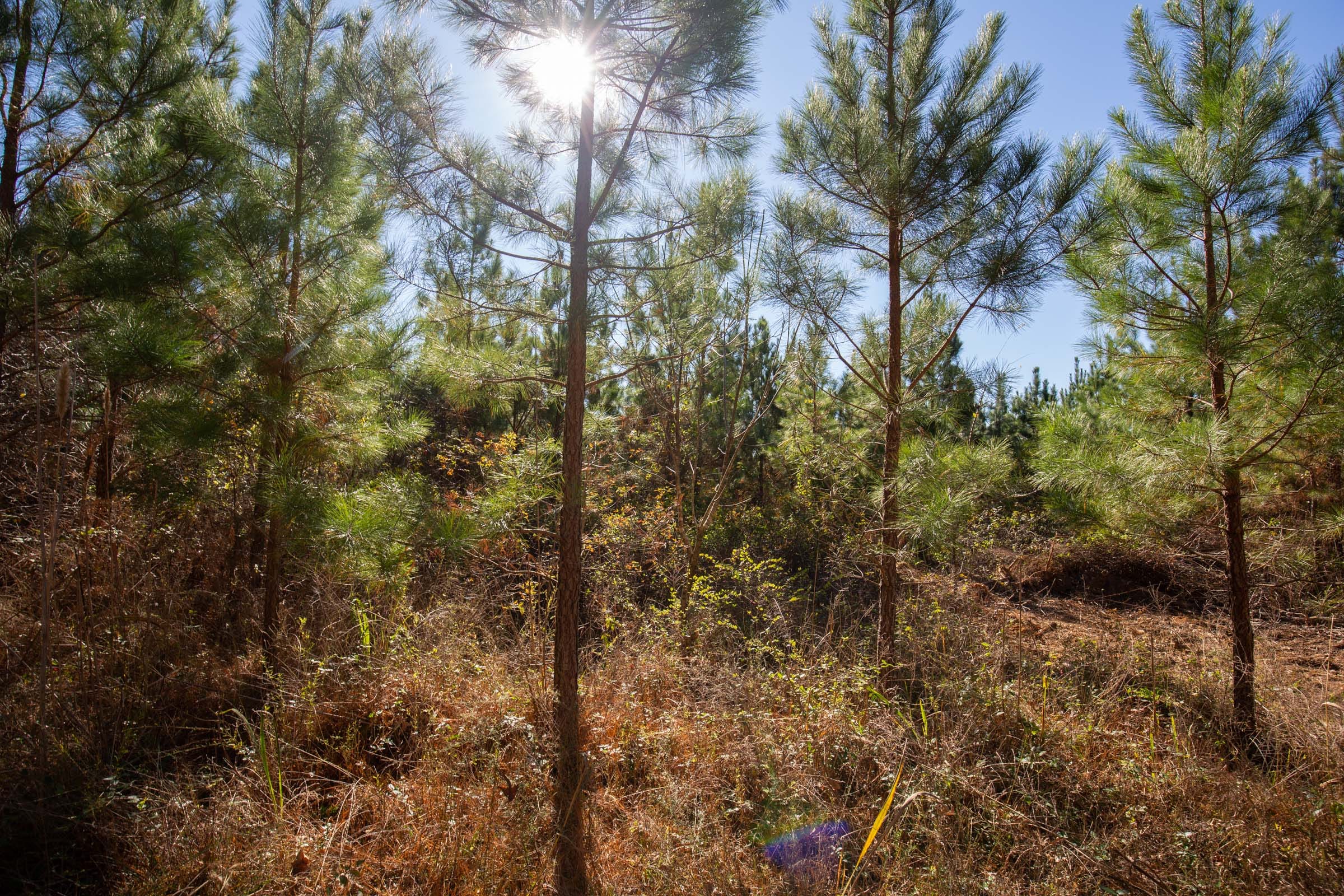 Pine Ridge Tract 3 photo 13