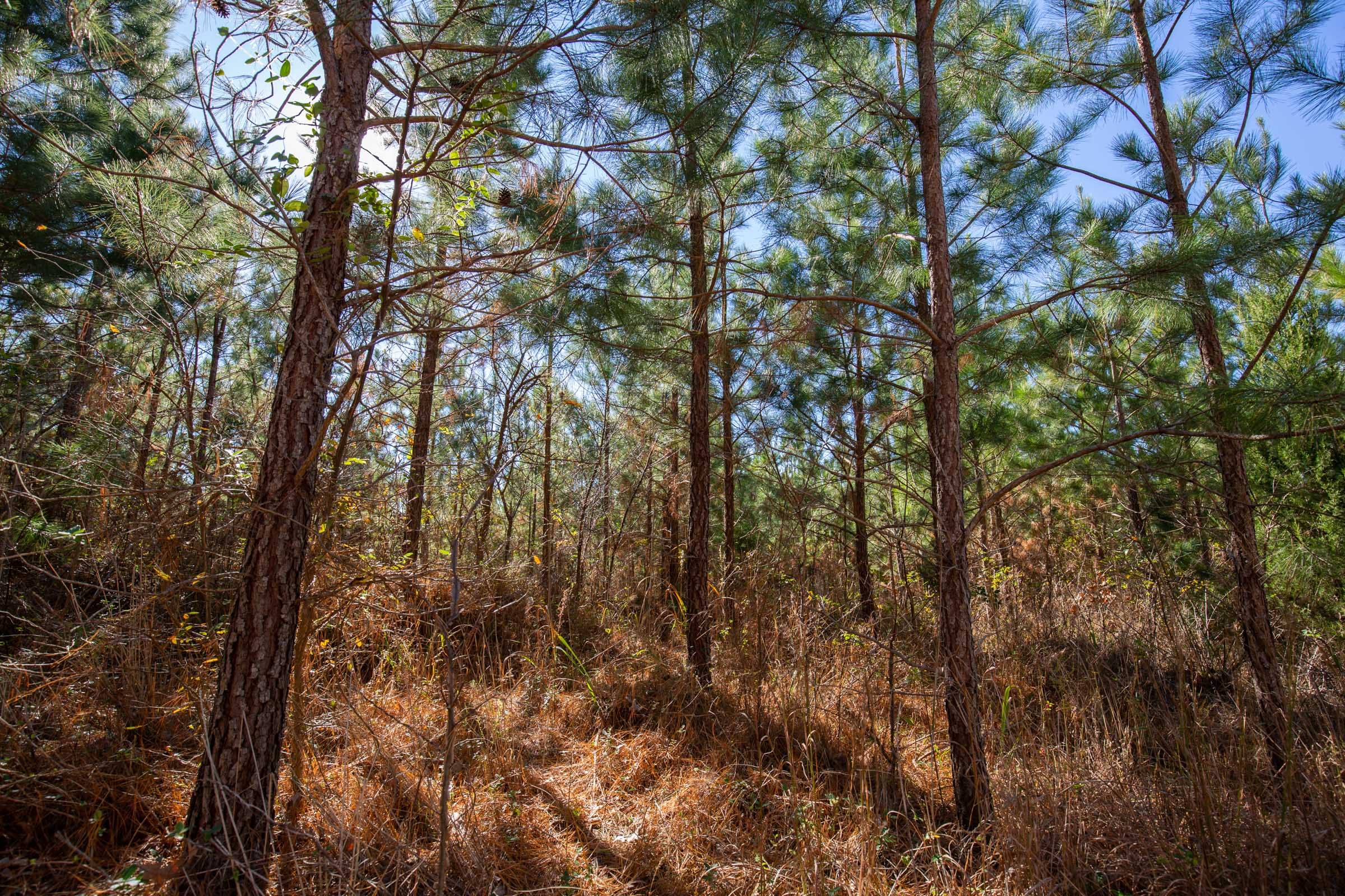 Pine Ridge Tract 3 photo 15