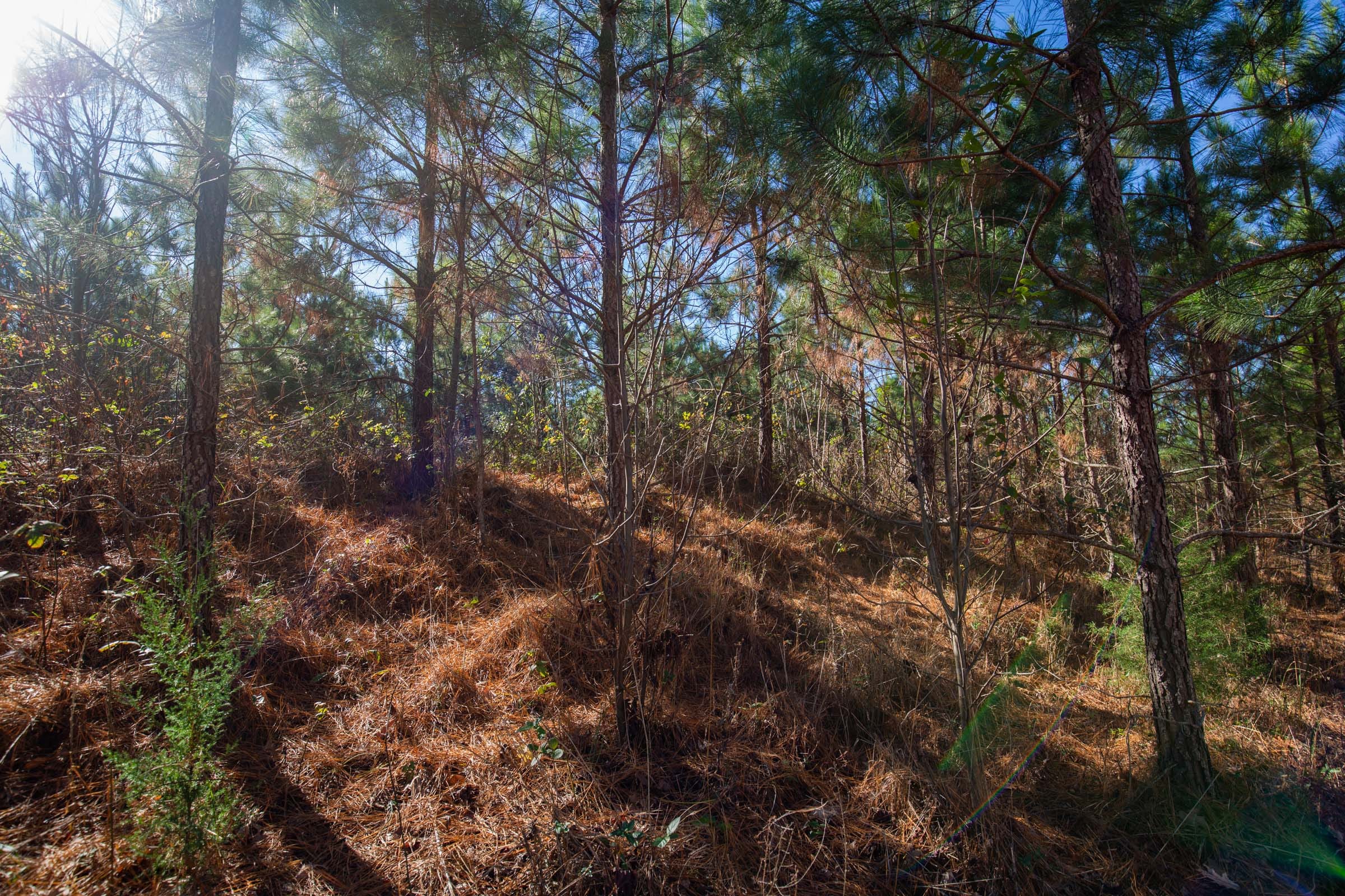 Pine Ridge Tract 3 photo 16