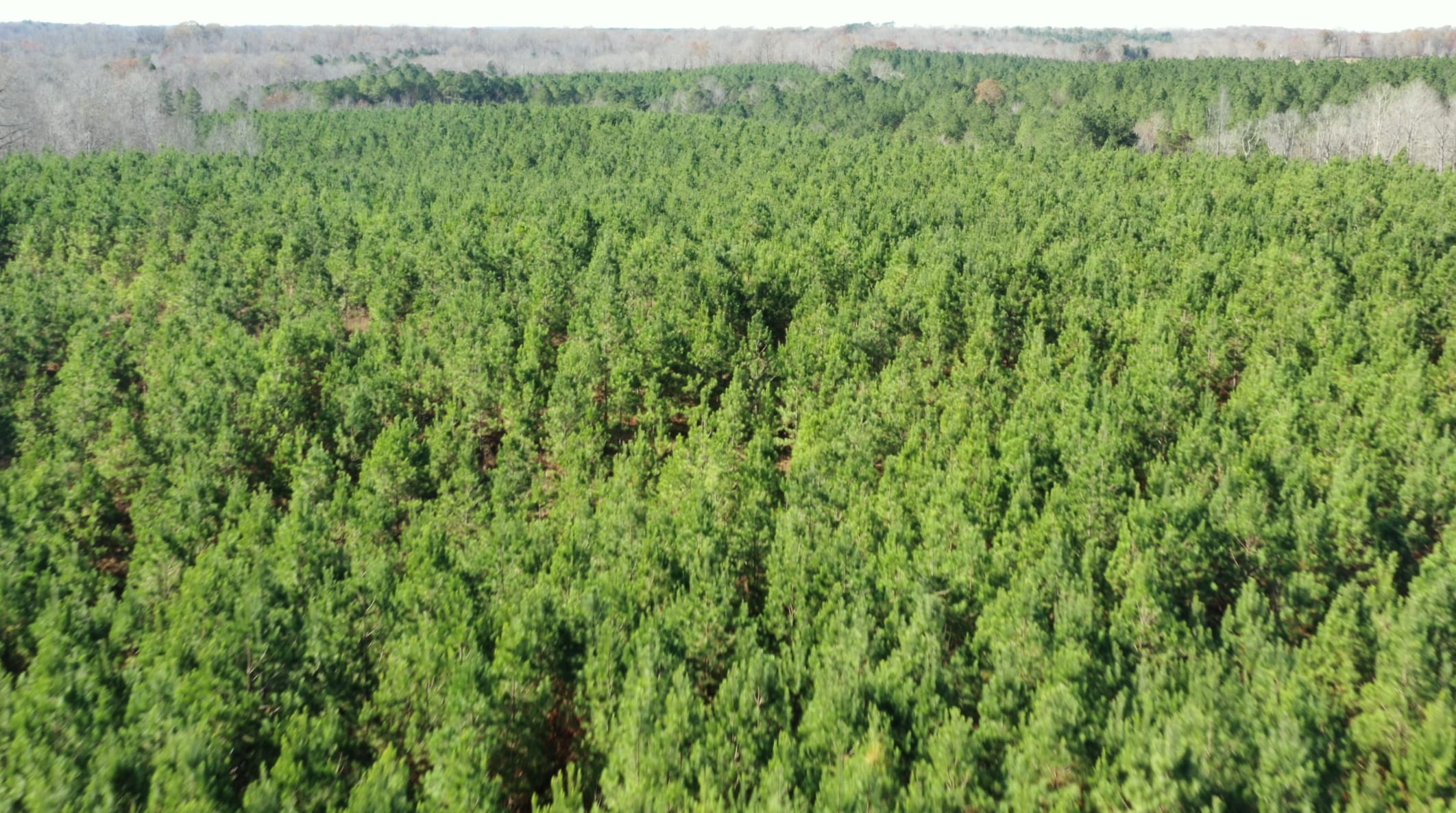 Pine Ridge Tract 3 photo 19
