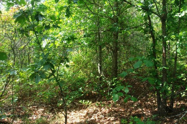 Sugartree Falls Tract 35 photo 4