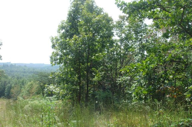 Sugartree Falls Tract 35 photo 5