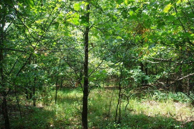 Sugartree Falls Tract 35 photo 6