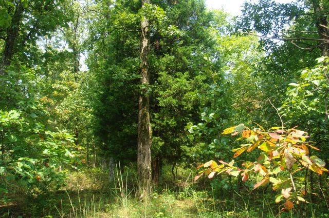 Sugartree Falls Tract 35 photo 8