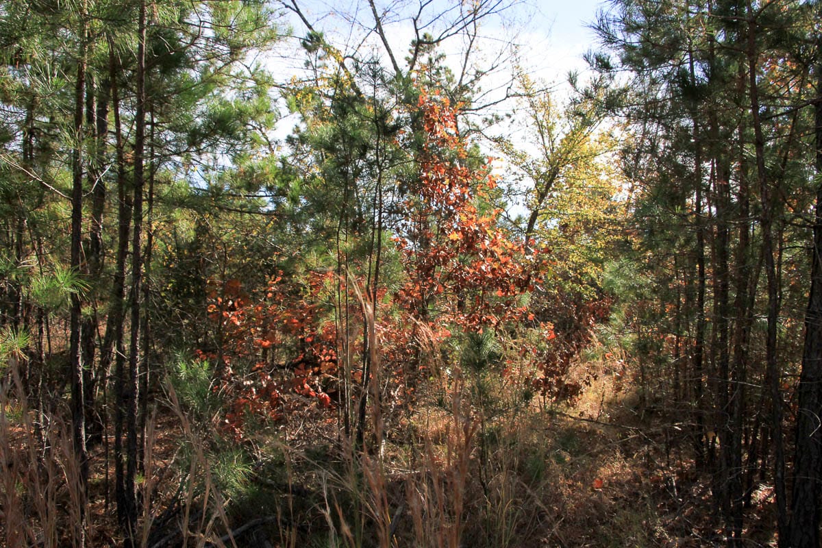 Stone Creek Phase III Tract 32 photo 2