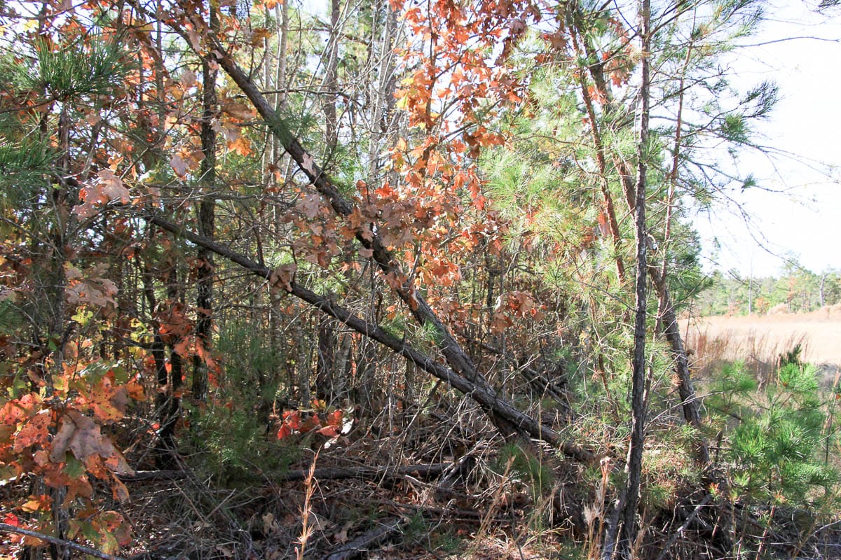 Stone Creek Phase III Tract 32 photo 4