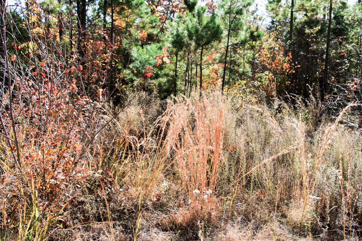 Stone Creek Phase III Tract 32 photo 5