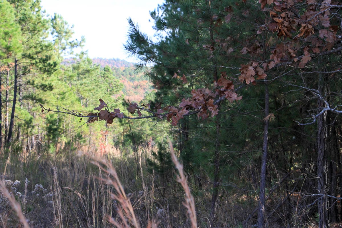 Stone Creek Phase III Tract 32 photo 7