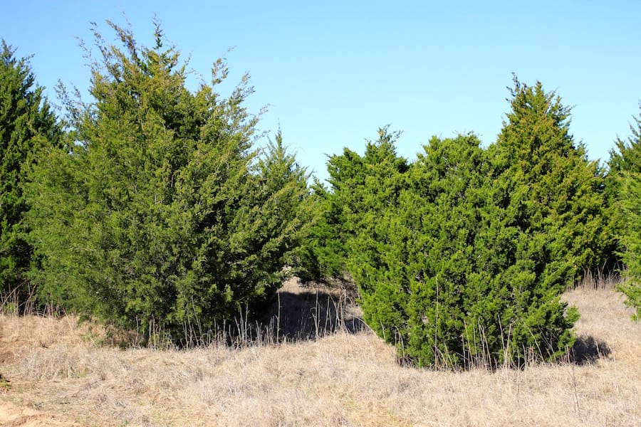 Montgomery Ranch Tract 16 photo 5