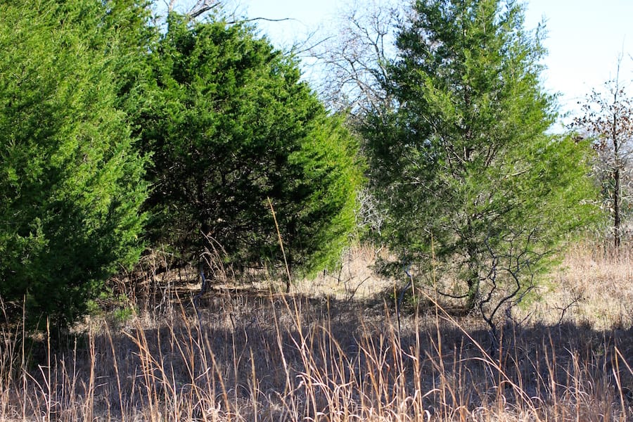 Montgomery Ranch Tract 16 photo 9